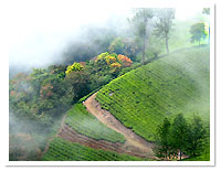 Munnar Hills View, Munnar Travel Guide